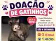 não tem