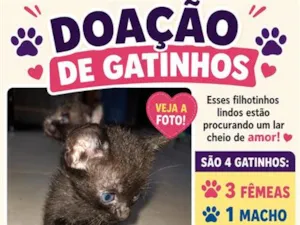 Gato raça SRD-ViraLata idade Abaixo de 2 meses nome não tem