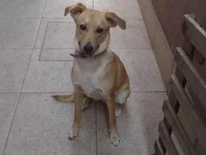 Cachorro raça SRD-ViraLata idade 2 a 6 meses nome Zara