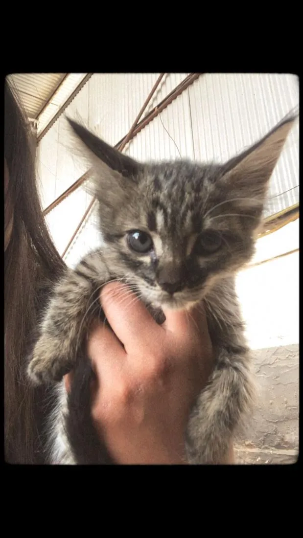 Gato raça SRD-ViraLata idade 2 a 6 meses nome Não possuem nomes