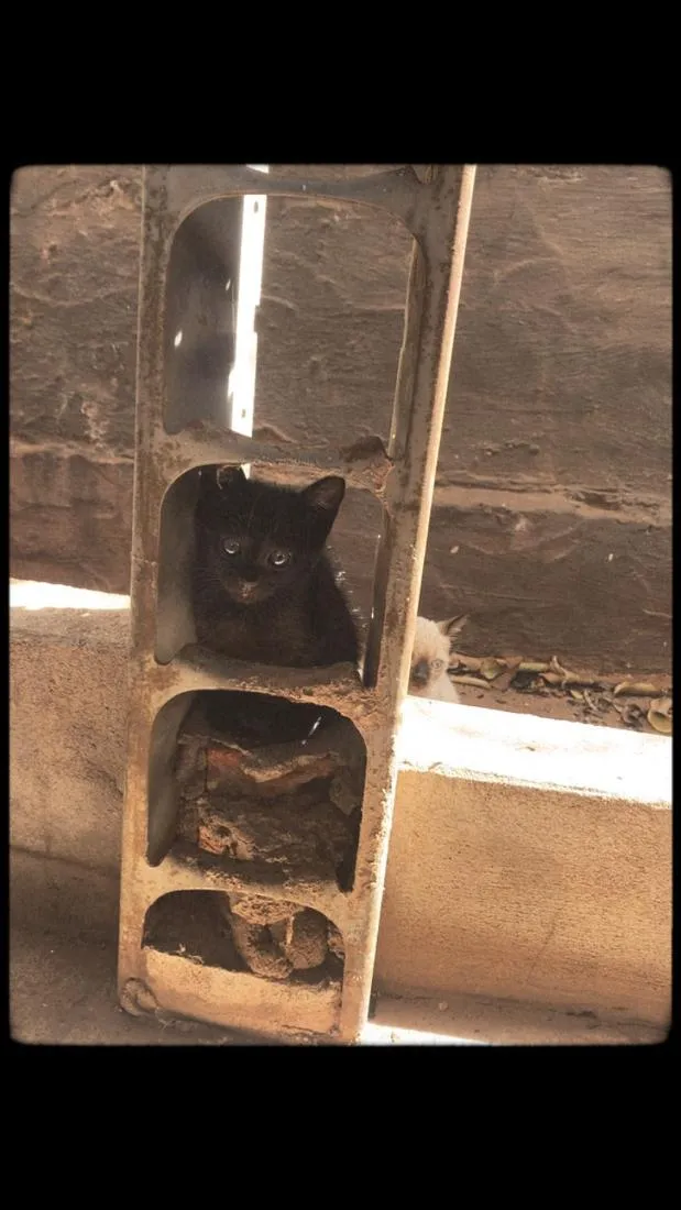Gato raça SRD-ViraLata idade 2 a 6 meses nome Não possuem nomes