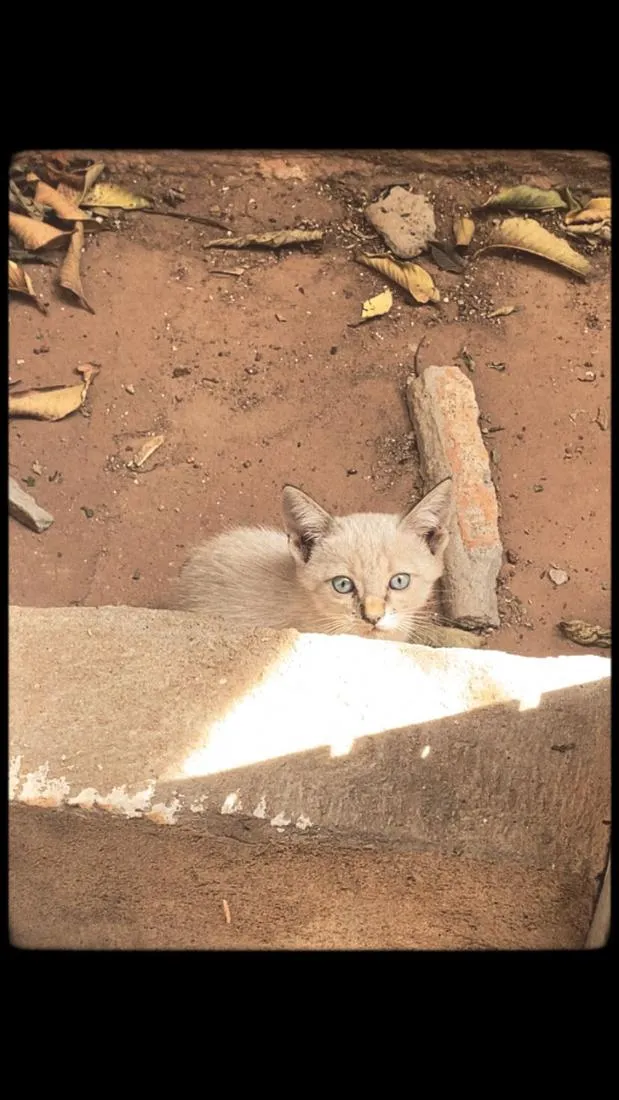 Gato raça SRD-ViraLata idade 2 a 6 meses nome Não possuem nomes