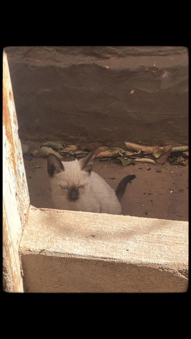 Gato raça SRD-ViraLata idade 2 a 6 meses nome Não possuem nomes
