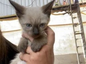 Gato raça SRD-ViraLata idade 2 a 6 meses nome Não possuem nomes
