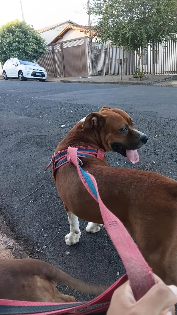 Cachorro raça Pit-Bull idade 1 ano nome Max e Zoe