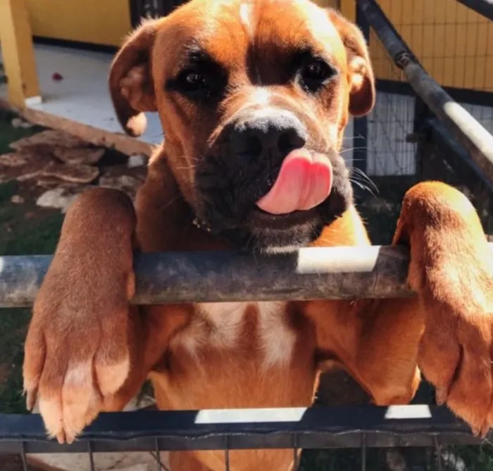 Cachorro raça Boxer idade 3 anos nome Dentinho