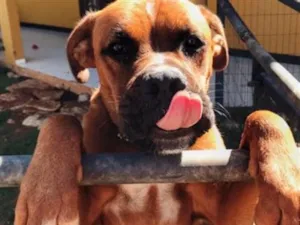 Cachorro raça Boxer idade 3 anos nome Dentinho