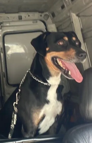 Cachorro raça SRD-ViraLata idade 5 anos nome Negão 