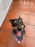 Negão 