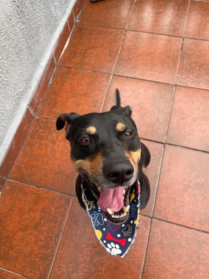 Cachorro raça SRD-ViraLata idade 5 anos nome Negão 