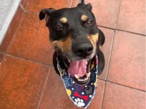 Cachorro raça SRD-ViraLata idade 5 anos nome Negão 