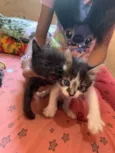 Tica e neguinha 