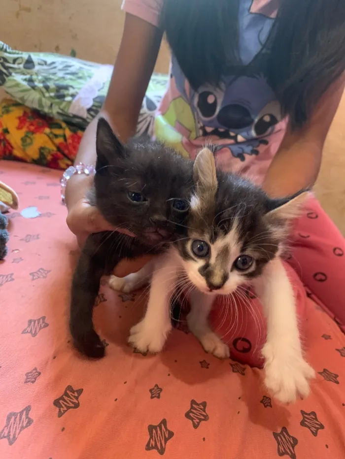 Gato raça SRD-ViraLata idade Abaixo de 2 meses nome Tica e neguinha 