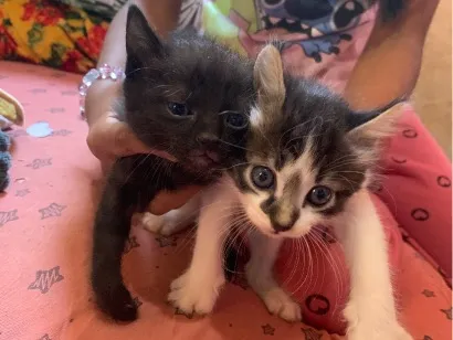 Gato raça SRD-ViraLata idade Abaixo de 2 meses nome Tica e neguinha 