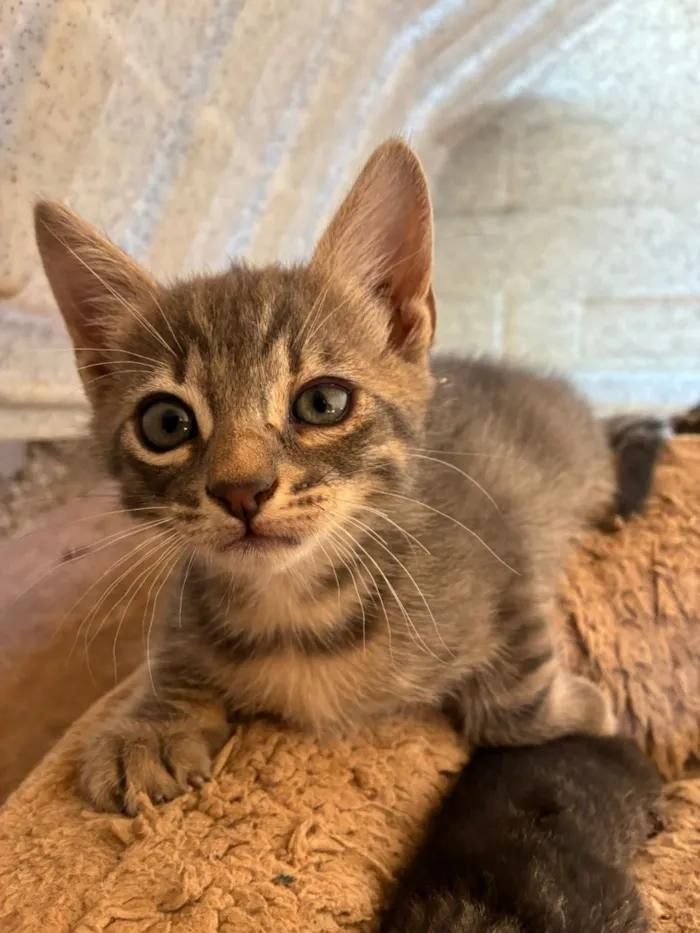Gato raça SRD-ViraLata idade Abaixo de 2 meses nome Adote um gatinho 