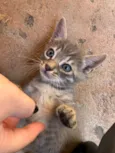 Adote um gatinho 