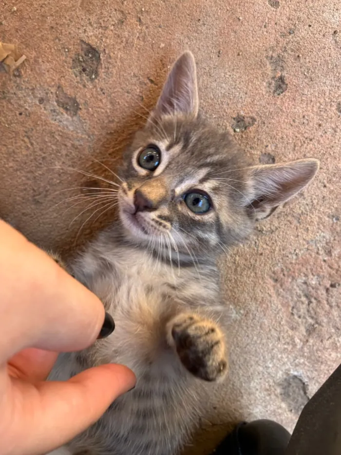 Gato raça SRD-ViraLata idade Abaixo de 2 meses nome Adote um gatinho 