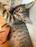 Adote um gatinho 