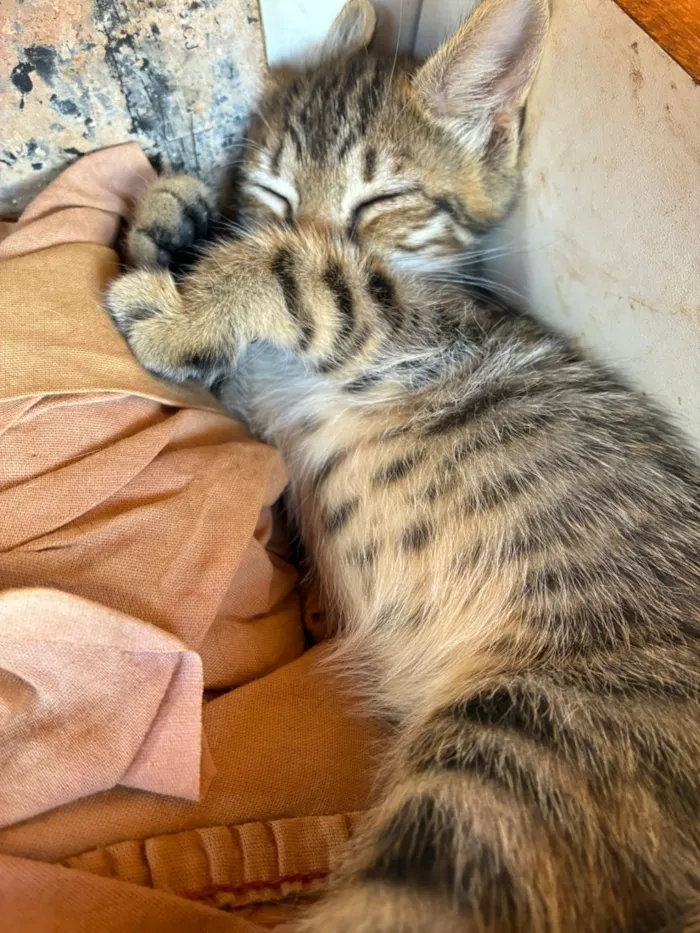 Gato raça SRD-ViraLata idade Abaixo de 2 meses nome Adote um gatinho 