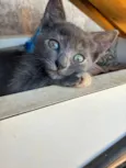 Adote um gatinho 