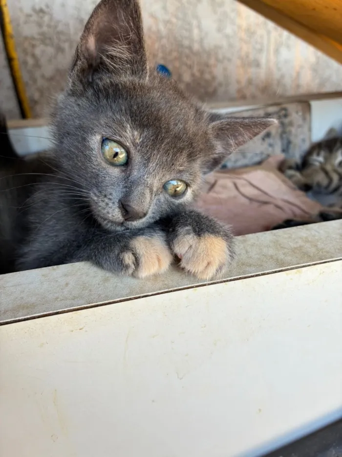 Gato raça SRD-ViraLata idade Abaixo de 2 meses nome Adote um gatinho 