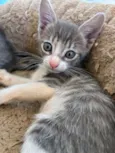 Adote um gatinho 