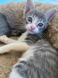 Adote um gatinho 