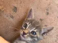 Adote um gatinho 