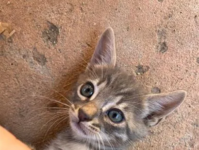 Gato raça SRD-ViraLata idade Abaixo de 2 meses nome Adote um gatinho 