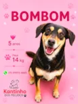 Bombom