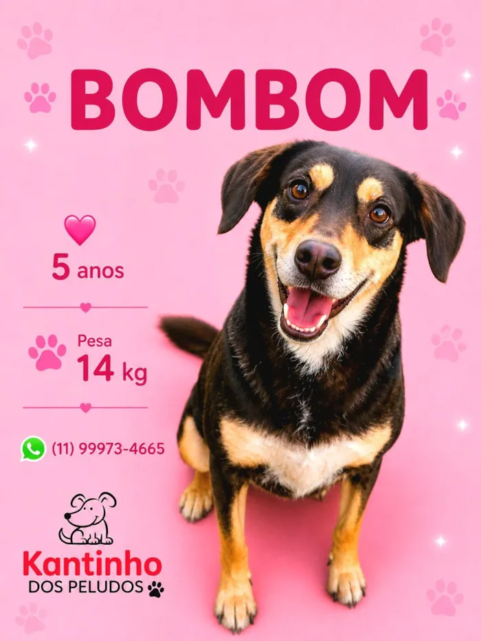 Cachorro raça SRD-ViraLata idade 4 anos nome Bombom