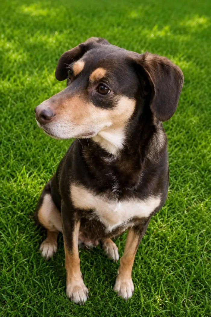 Cachorro raça SRD-ViraLata idade 4 anos nome Bombom