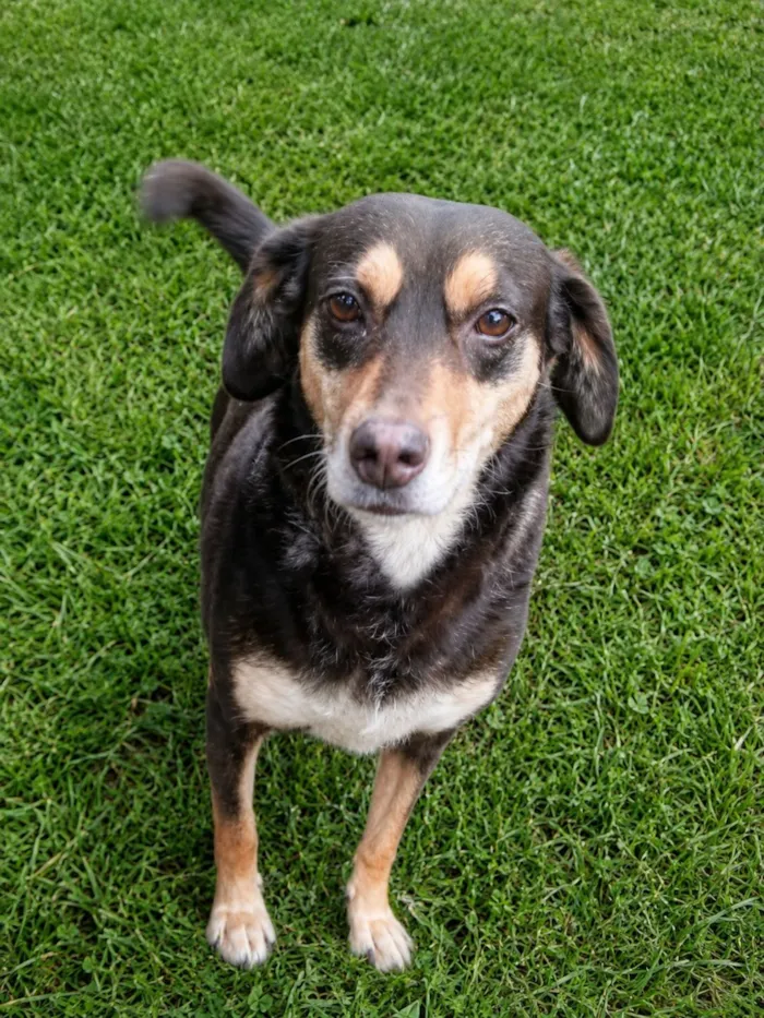 Cachorro raça SRD-ViraLata idade 4 anos nome Bombom