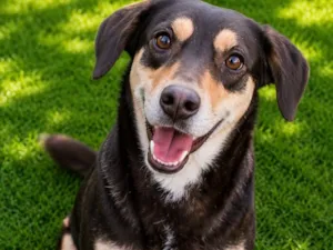 Cachorro raça SRD-ViraLata idade 4 anos nome Bombom