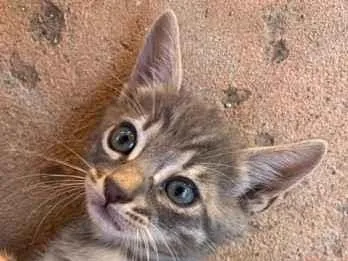 Gato raça SRD-ViraLata idade Abaixo de 2 meses nome Adote um gatinho 