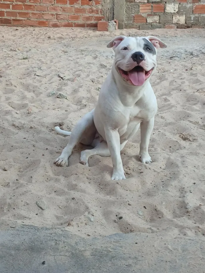 Cachorro raça Pit-Bull idade 1 ano nome lupita