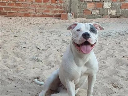 Cachorro raça Pit-Bull idade 1 ano nome lupita