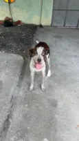 VIC
