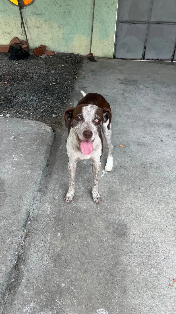 Cachorro raça SRD-ViraLata idade 2 anos nome VIC