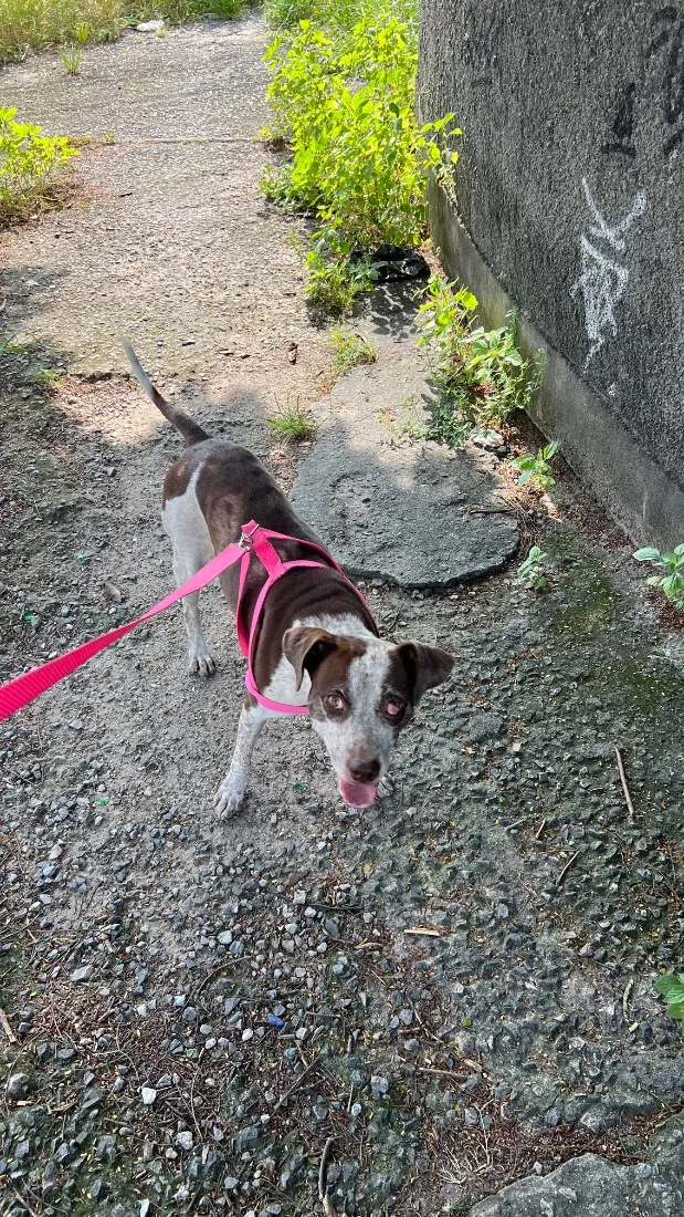 Cachorro raça SRD-ViraLata idade 2 anos nome VIC