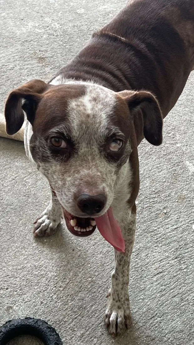 Cachorro raça SRD-ViraLata idade 2 anos nome VIC