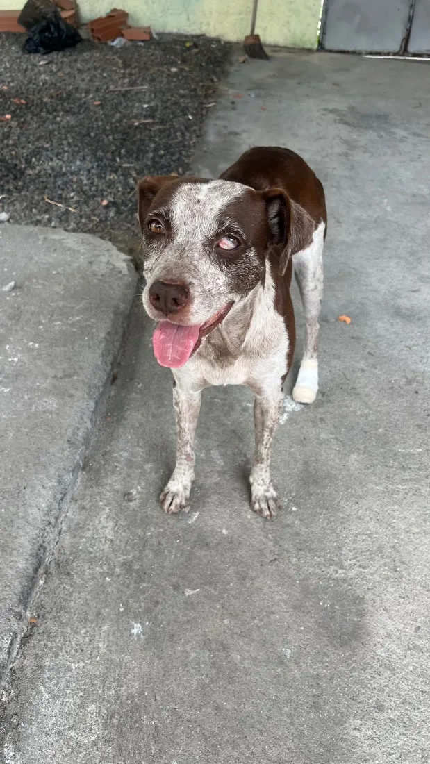 Cachorro raça SRD-ViraLata idade 2 anos nome VIC