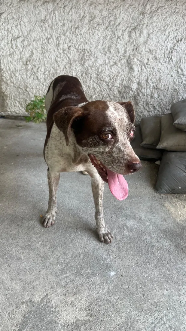 Cachorro raça SRD-ViraLata idade 2 anos nome VIC