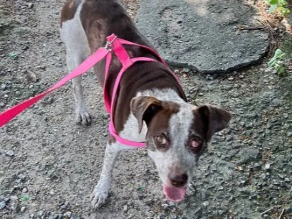 Cachorro raça SRD-ViraLata idade 2 anos nome VIC