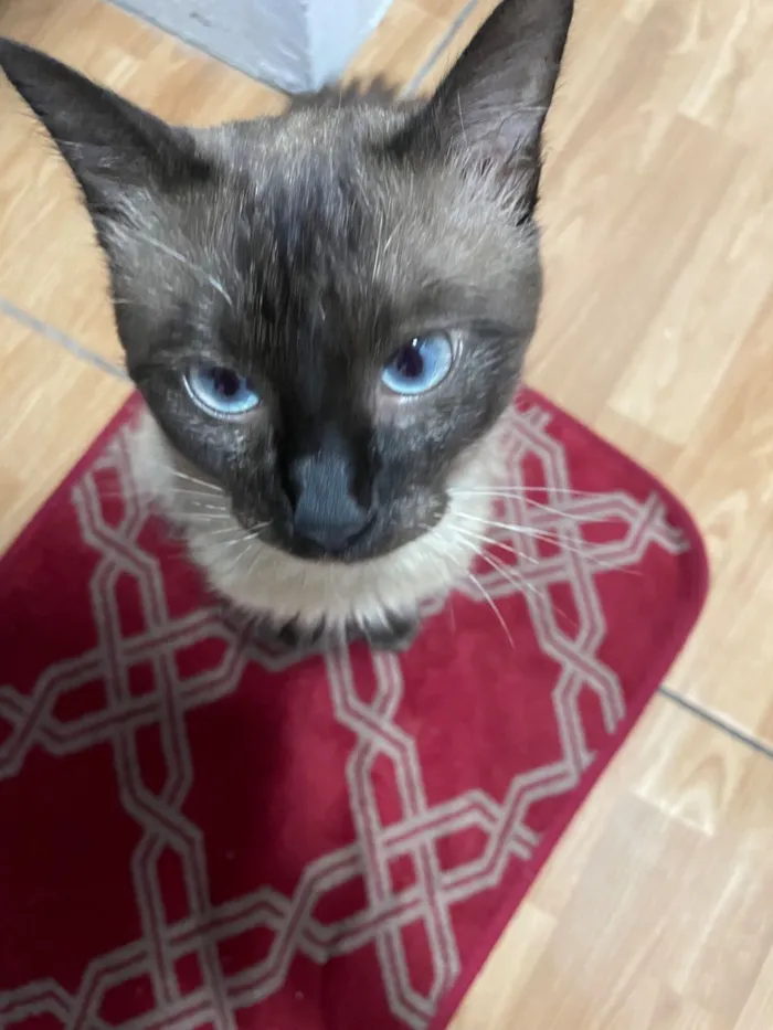 Gato raça SRD-ViraLata idade 1 ano nome Satoru
