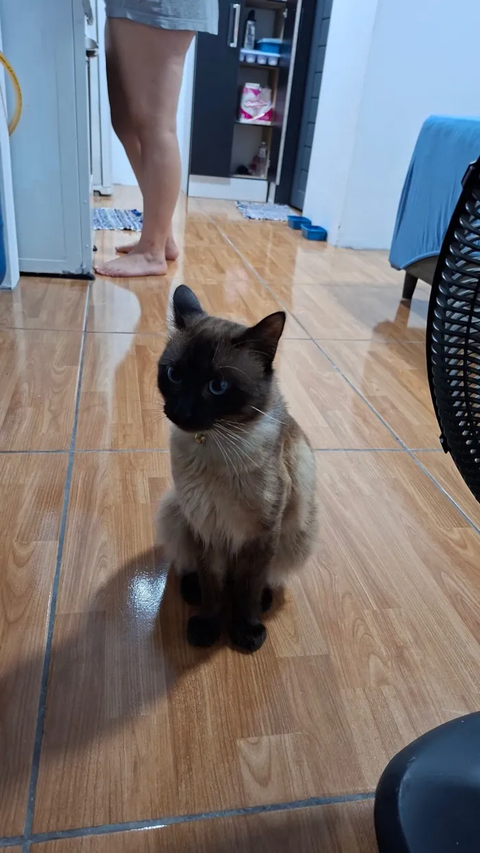 Gato raça SRD-ViraLata idade 1 ano nome Satoru
