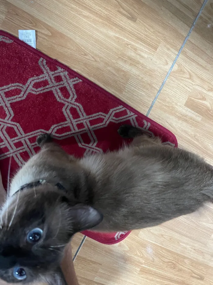 Gato raça SRD-ViraLata idade 1 ano nome Satoru