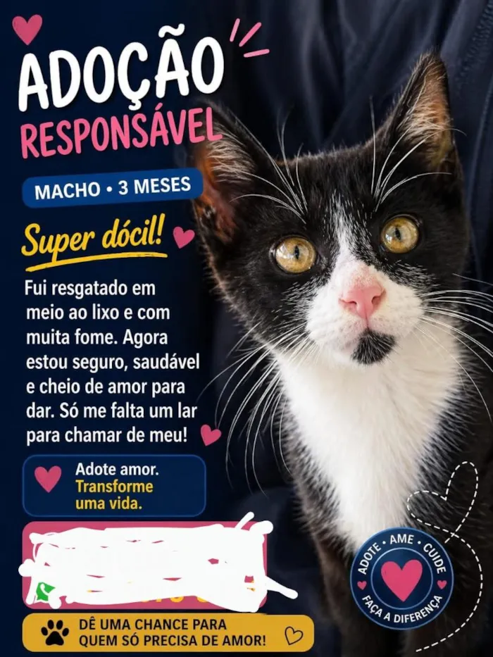 Gato raça SRD-ViraLata idade 2 a 6 meses nome Pitico 