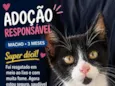 Pitico 