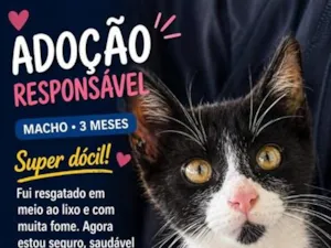 Gato raça SRD-ViraLata idade 2 a 6 meses nome Pitico 